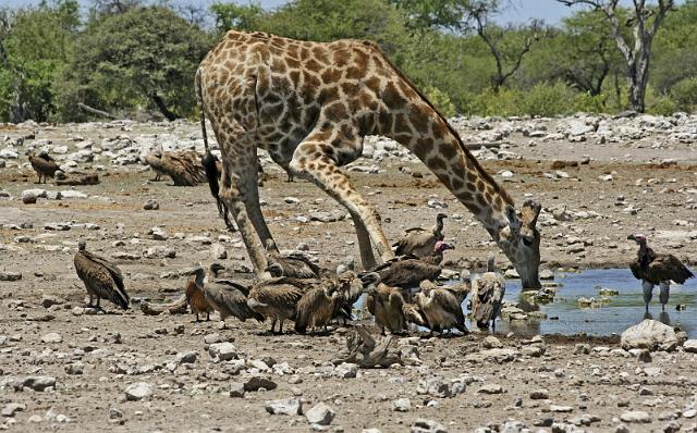237 Etosha NP, giraf, oorgier en witruggier.JPG